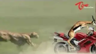 Funny Animal Attack - Cheetah VS Gazelle