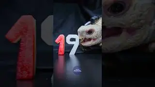 ASMR Mukbang Eating Red White 19 ❤️🤍 Turtle Tortoise