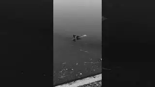 ЗАПУСКАЮ СЮРИКЕН