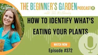 How to Identify What's Eating Your Plants