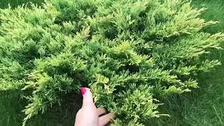 Можжевельник горизонтальный Лайм Глоу 🌱 Описание сорта 🌱 Juniperus horizontalis Lime Glow