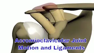 AC Joint Motion- Awesome Acromioclavicular Ligament Action!