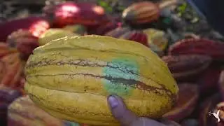 Cacao de Aroma Producers Harvesting Cacao