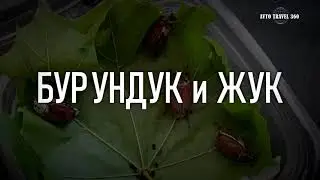 Бурундук и жук