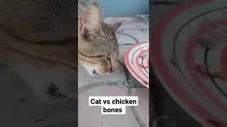 cat vs chicken bones