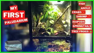 My First Paludarium | Ep. 1 | Full Build