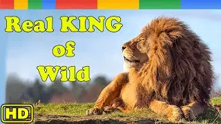 Lion Documentary - Real King Lion of Big Cat - Nat Geo Wild Documentary HD