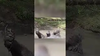 Adorable bear cools off from hot weather by bathing in muddy puddle | Humankind #Shorts