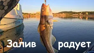 Морская рыбалка в Кольском заливе Баренцева моря / Sea fishing