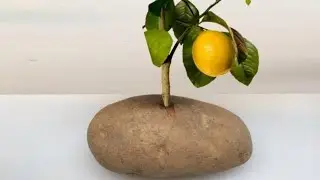 Put A Lemon Cutting In A Potato And Watch It GROW!!!