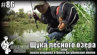 Щука лесного озера или ловля хищника в Волго-Ахтубинской пойме