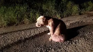Begging every passing car, 15 lbs tumor prevents her from running after owner's car
