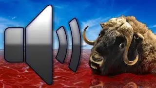 Demented Musk Ox - Sound Effect