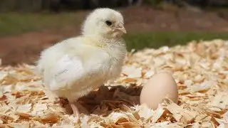 Hatching Baby Chickens and watching them Grow in the Brooder