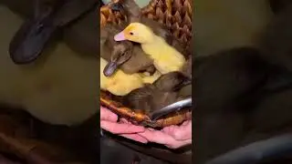 The cutest baby Campbell ducklings ever! 🦆 