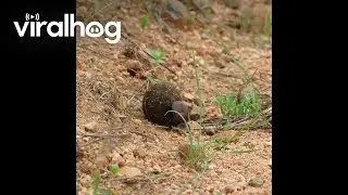 Dung Beetles at Kruger National Park || ViralHog