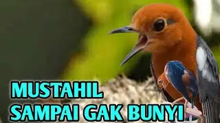 GAK MUNGKIN KALAU GAK NGRESPON, terapi anis merah di pagi hari pasti nyaut dan bunyi