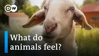 Ethics and meat consumption | DW Documentary