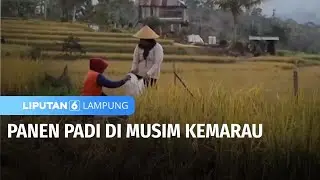 Air Melimpah, Petani di Lampung Barat Panen Padi di Musim Kemarau | Liputan 6 Lampung