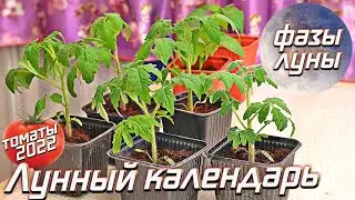 Самый точный лунный календарь посадки помидор 2022! Посадите в эти дни для супер урожая томатов!