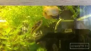 Тетрадон Карликовый атакует улитку ампулярию! Carinotetraodon travancoricus