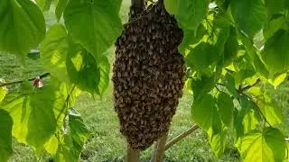 маленький рой сел на липку