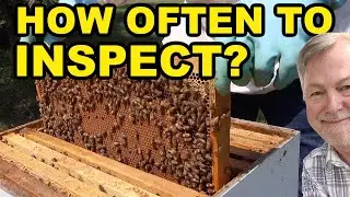 Beekeeping | How Often Should You Inspect Your Hive & More