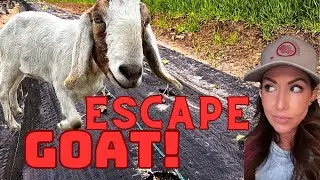 ALL The Livestock Got Out | Garden Is Ruined! | Fixing All The Pens