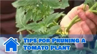 Growing Tomatoes : Tips for Pruning a Tomato Plant