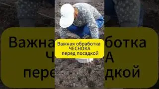 Лучшая обработка озимого чеснока перед посадкой # #дача #сад #огород #чеснок