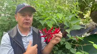 Erythrina x bidwillii - Coral Bean Plant