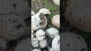 В ПОЛЕ ЗА ГРИБАМИ/ НАБРАЛИ ШАМПИНЬОНЫ 🍄🍄🍄/БАРАШКИ НА ПОЛЕ 🐏🐏🐏