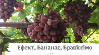 Бананас Ефект Бравiсiмо