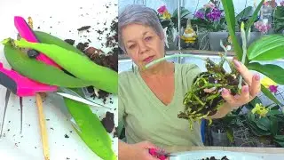 Orchid with VIRUS ON LEAVES! THE SECRET OF TRANSPLANTING THIS ORCHID... Sparkling Kiss Orchid