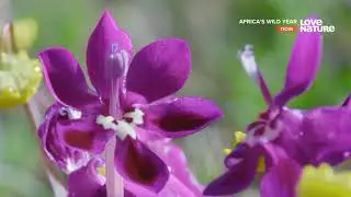 01. Год в дикой Африке (Весна) / Africa's Wild Year [2160p] [4k] Документальный фильм (2021)