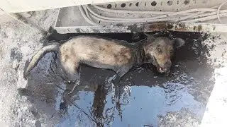 Она искала еду для своих голодных щенков на фабрике, упала в горячее масло плакала но никто не помог