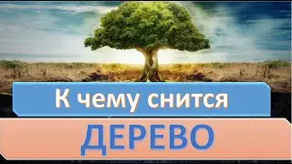 К чему снится ДЕРЕВО | СОННИК