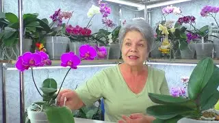 I give a FLOWERING ORCHID! Orchid from St. Petersburg, but I give it in Rostov-on-Don.