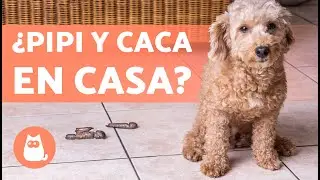 Mi PERRO hace PIPI y CACA en CASA 🐕💦 (Por qué y Cómo Solucionarlo) (ad)