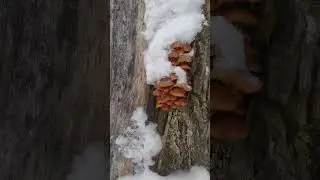 Грибы опята зимой. Грибалка, грибники.