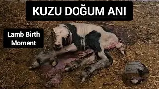 Kuzu Doğumu | Lamb Birth Moment