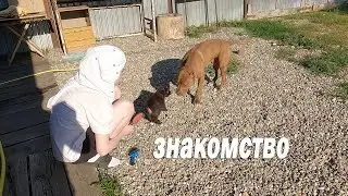 Щенок питбуля открыл глаза! Словил руками мышь! Искупал щеночка. Большая обработка и уборка вольеров