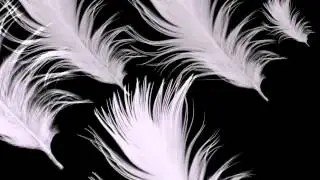 ФУТАЖ  БЕЛЫЕ ПЕРЬЯ