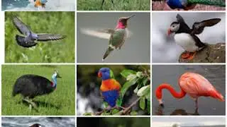 Bird | Wikipedia audio article