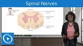 Spinal Nerves: Anatomy of the Nervous System – Physiology | Lecturio Nursing