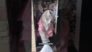 А я голодный заяц | покорми кота