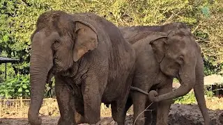 NamThip Herd Returns After the Flood - ElephantNews