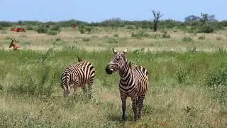 Kenia 2020 Tsavo Est