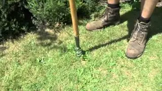 How to remove deep rooted weeds with a corkscrew weeder