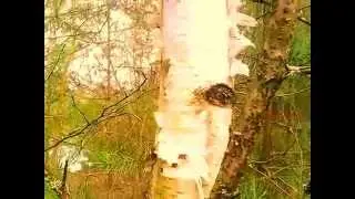 Гродно Весна